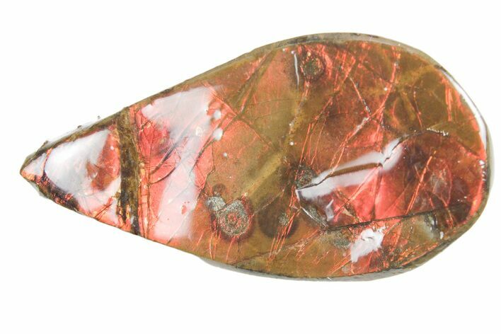 Iridescent Ammolite (Fossil Ammonite Shell) - Alberta #357481
